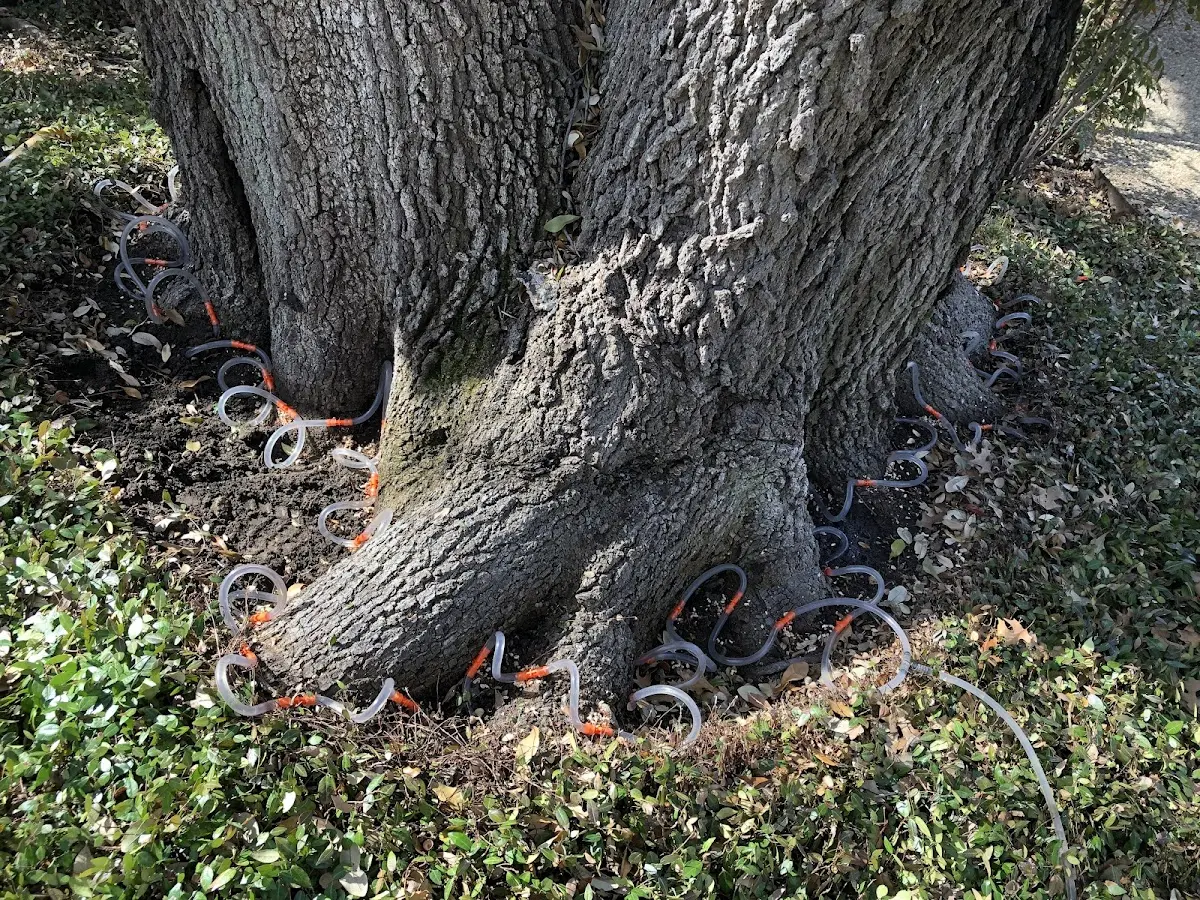 Detailed Tree Cabling and Bracing job site in Elyria