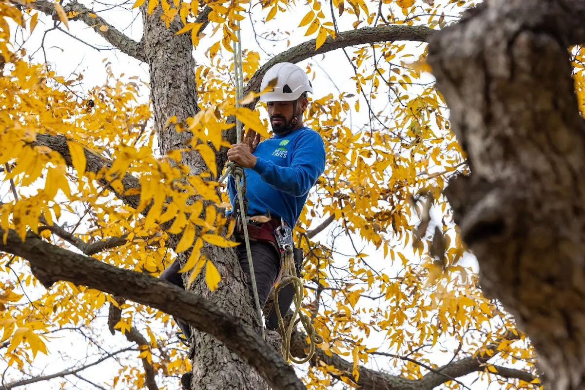 Skilled Tree Planting crew working in Elyria