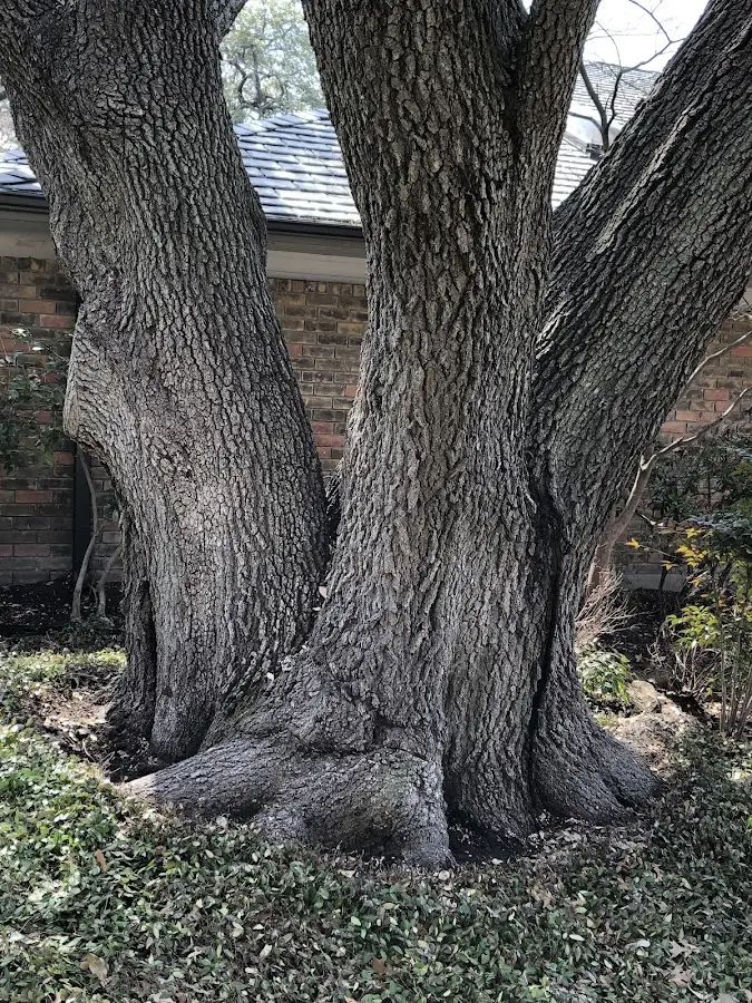 Mature heritage tree close to a Elyria property cared for by certified arborists